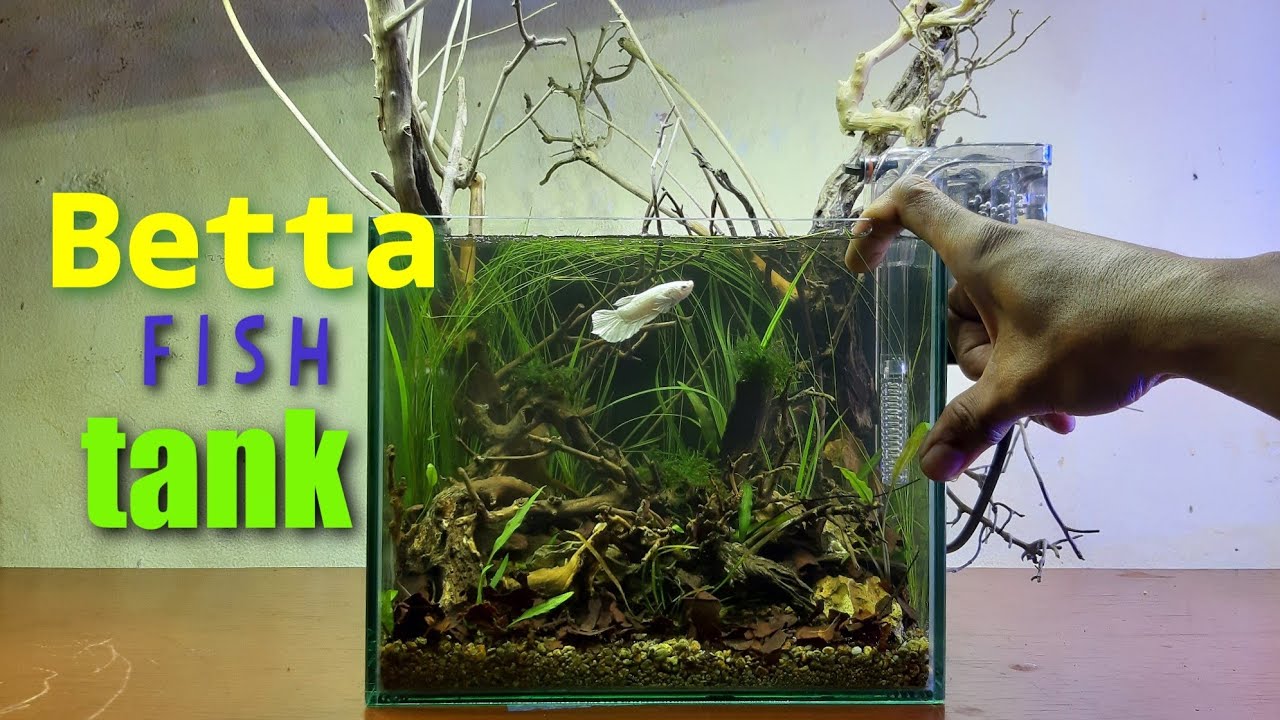 biotope aquarium/Nano tank-betta-step by step