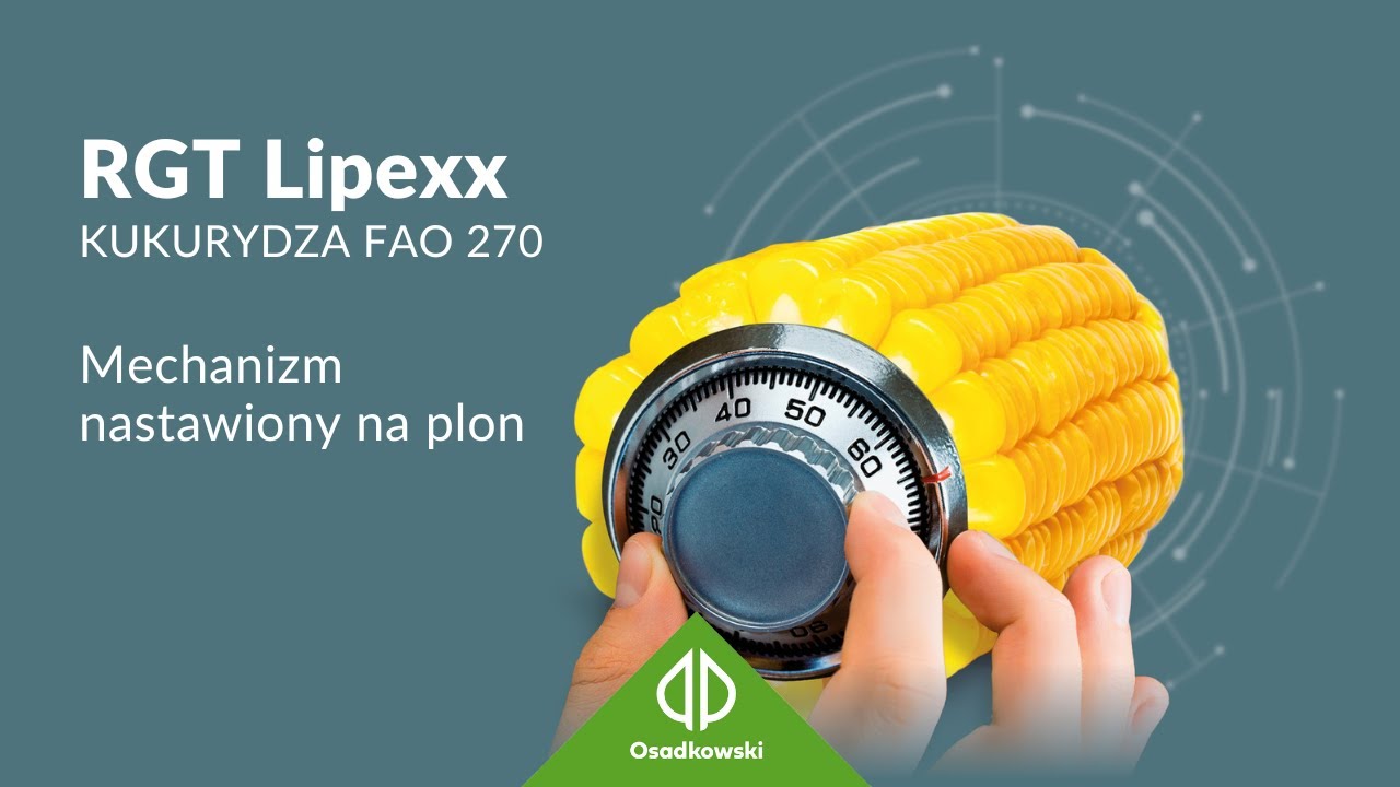 Kukurydza 🌽 𝗥𝗚𝗧 𝗟𝗶𝗽𝗲𝘅𝘅 - Mechanizm nastawiony na plon