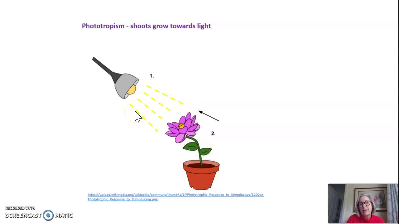 Primary and secondary growth