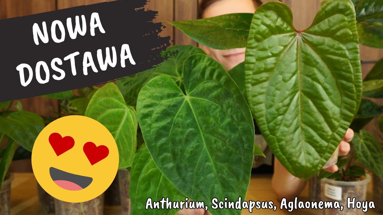 Nowa, wielka dostawa roślin Philodendron, Syngonium, Anthurium, Aglaonema, Scindapsus