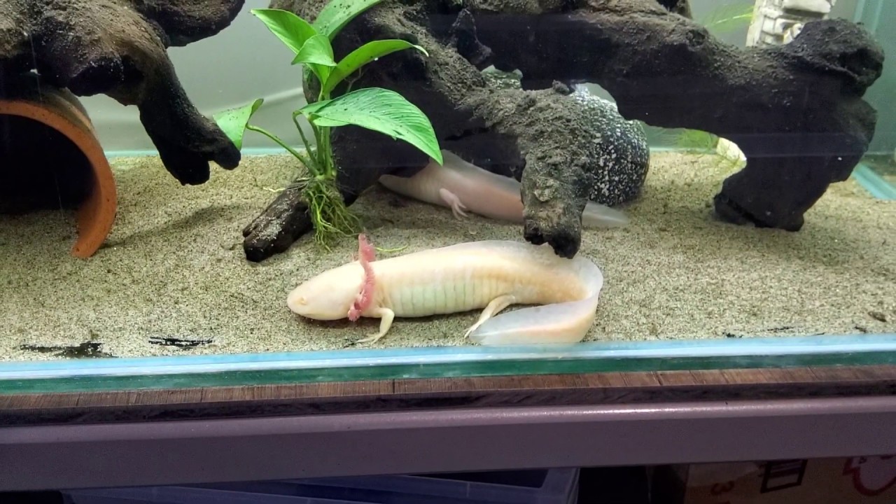 Acuario FACIL y BARATO para AJOLOTES, peces, tortugas.....