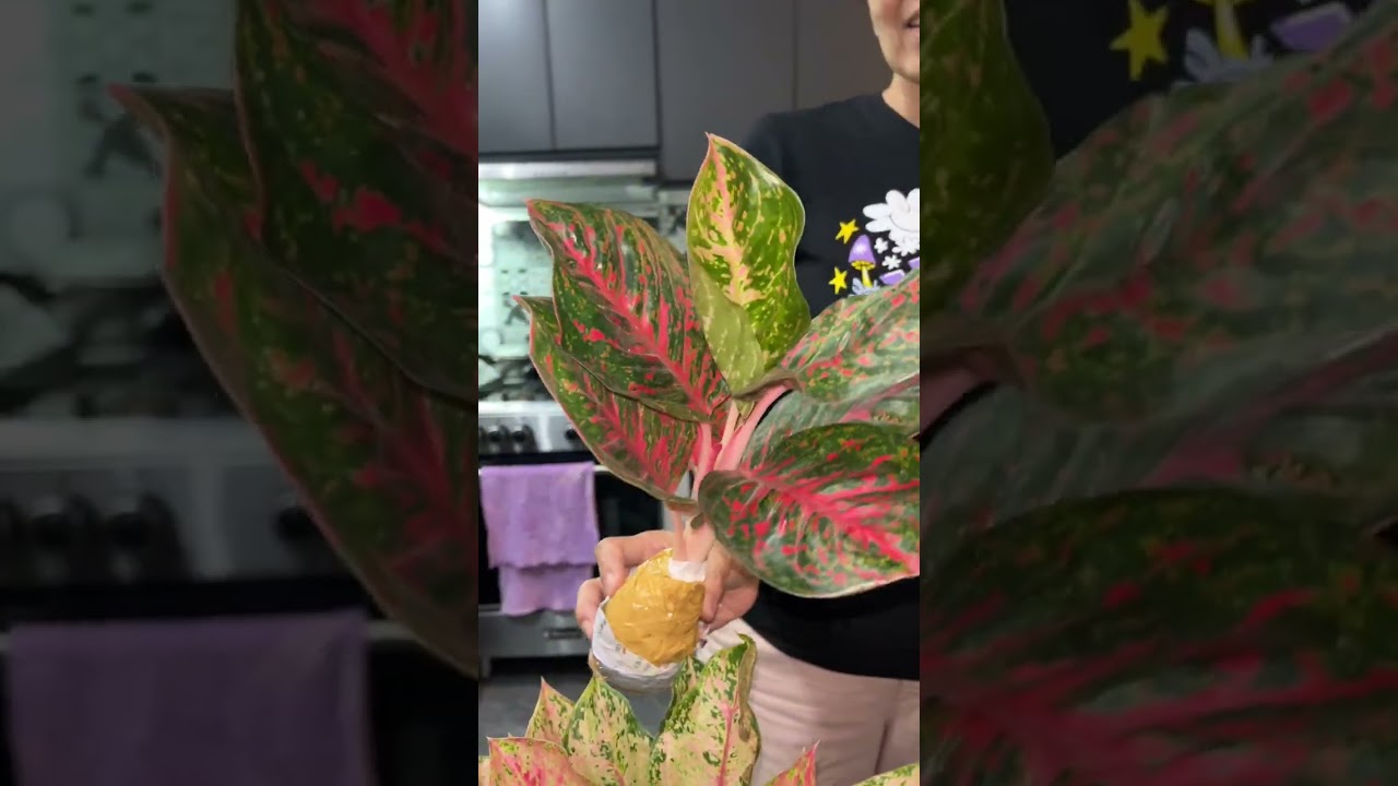 Pick-up ulit tayo ng IMPORTED AGLAONEMA PLANTS! Ang gaganda! 