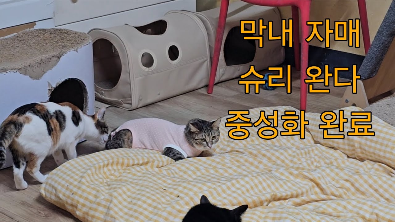 (2026.2.14) 막내 자매 슈리완다 중성화 완료 했어요 이제 라초만 남았네요