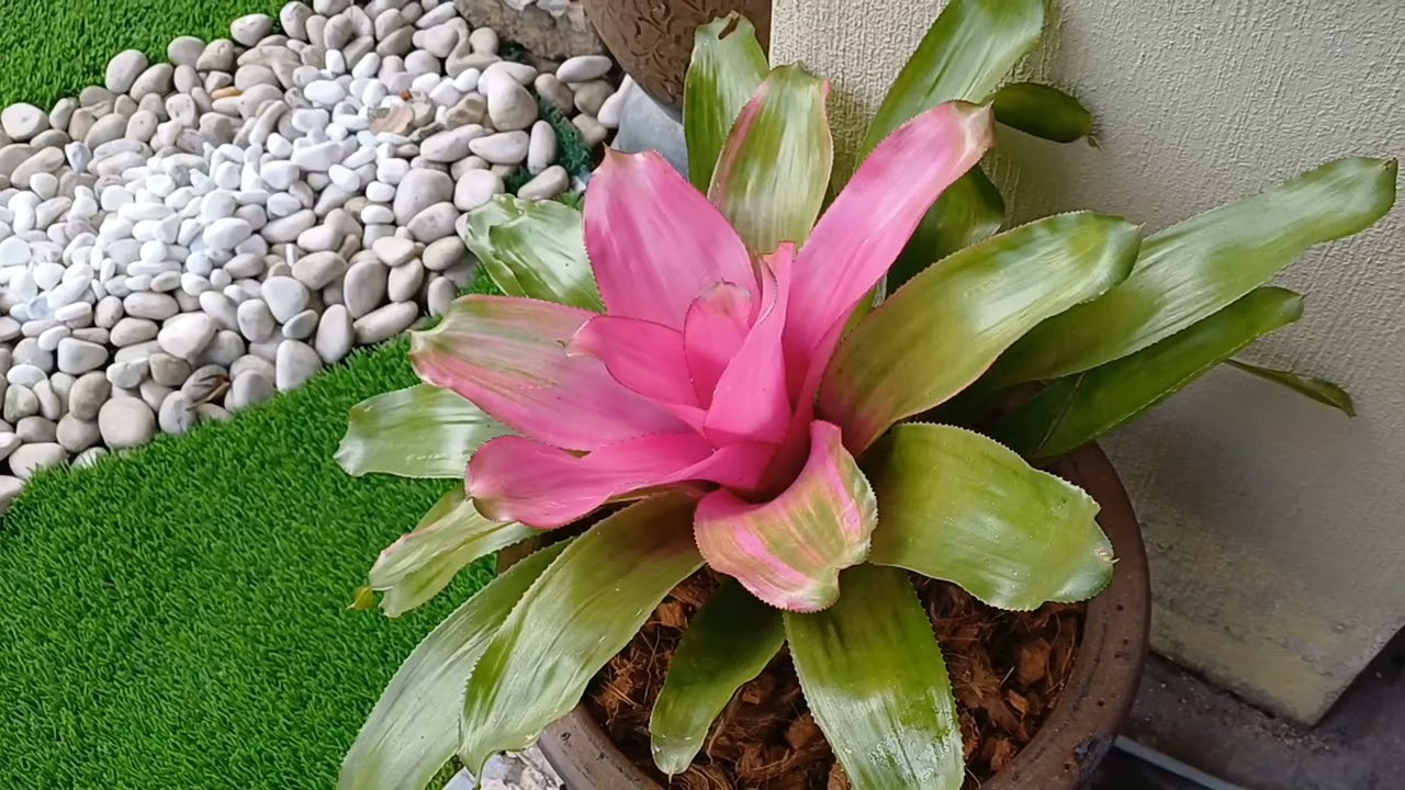DIY landscape transformation ...Cg baim channel 