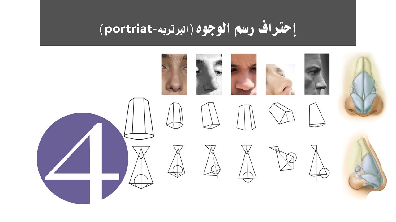 رسم الانف 1 [تشريح الانف] | معلومات مهمة في تفاصيل ورسم الانف