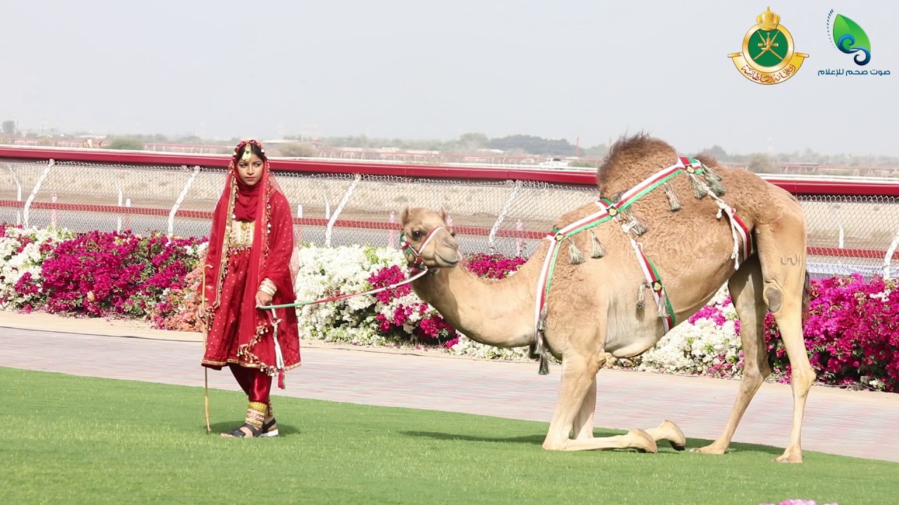 ختام المهرجان السنوي لسباقات الهجن الأهلية بتنظيم من الهجانة السلطانية العمانية