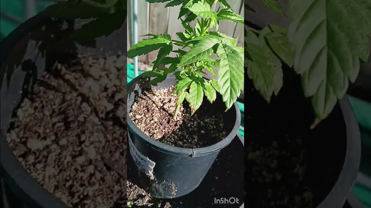 2024 outdoor grow #1