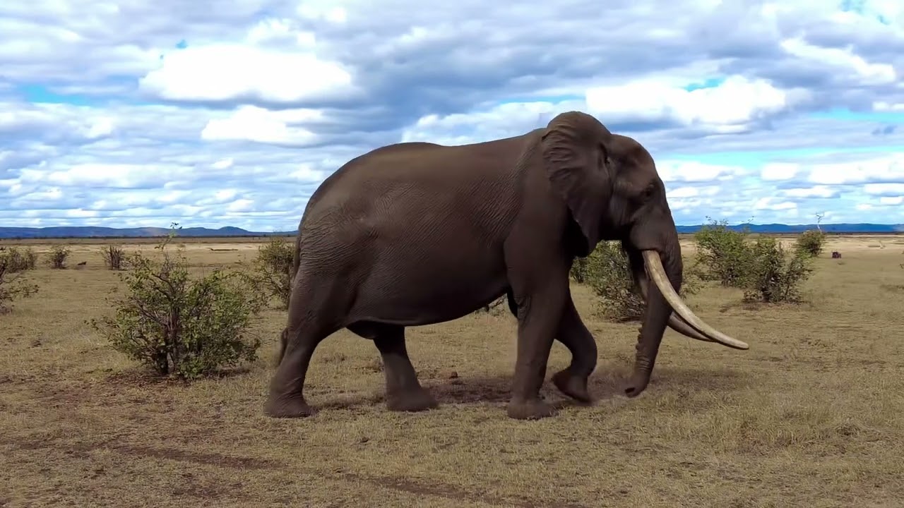 Giant Tusker Elephant 🐘 walk by in Kruger Park