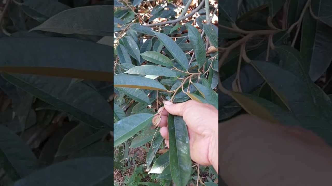 Trong làm bông sầu riêng ,có những từ ngữ mà bà con phải tốn thêm chi phí không đáng.