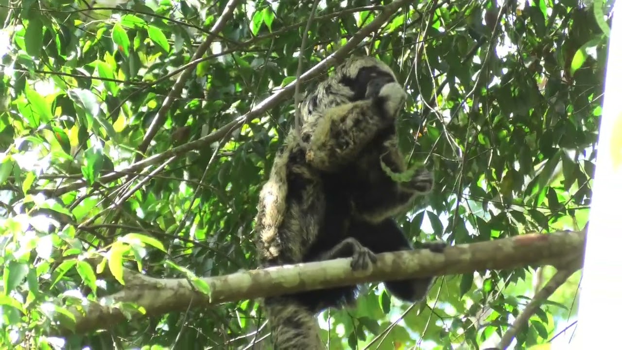 Mittermeier's Tapaj&oacute;s Saki Monkey! Nice Highlights!
