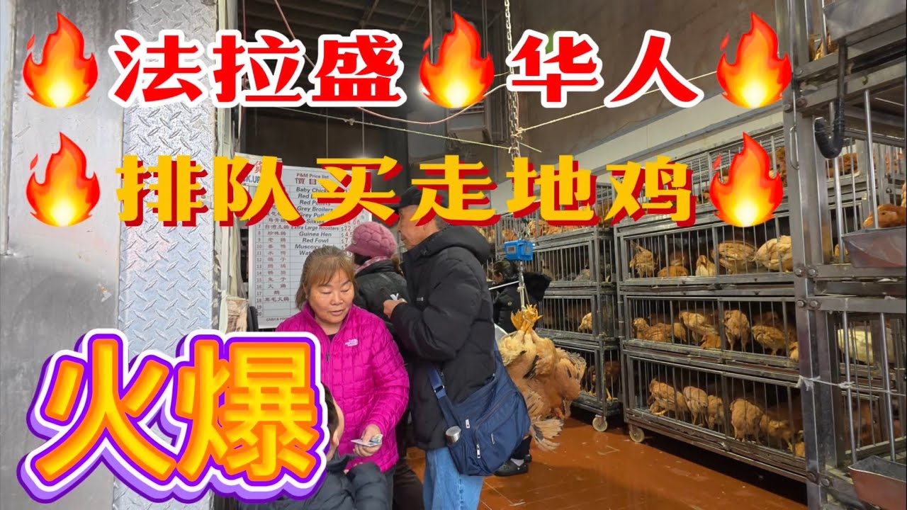 法拉盛🔥华人🔥排队买走地鸡，火爆了 2026年4月3日