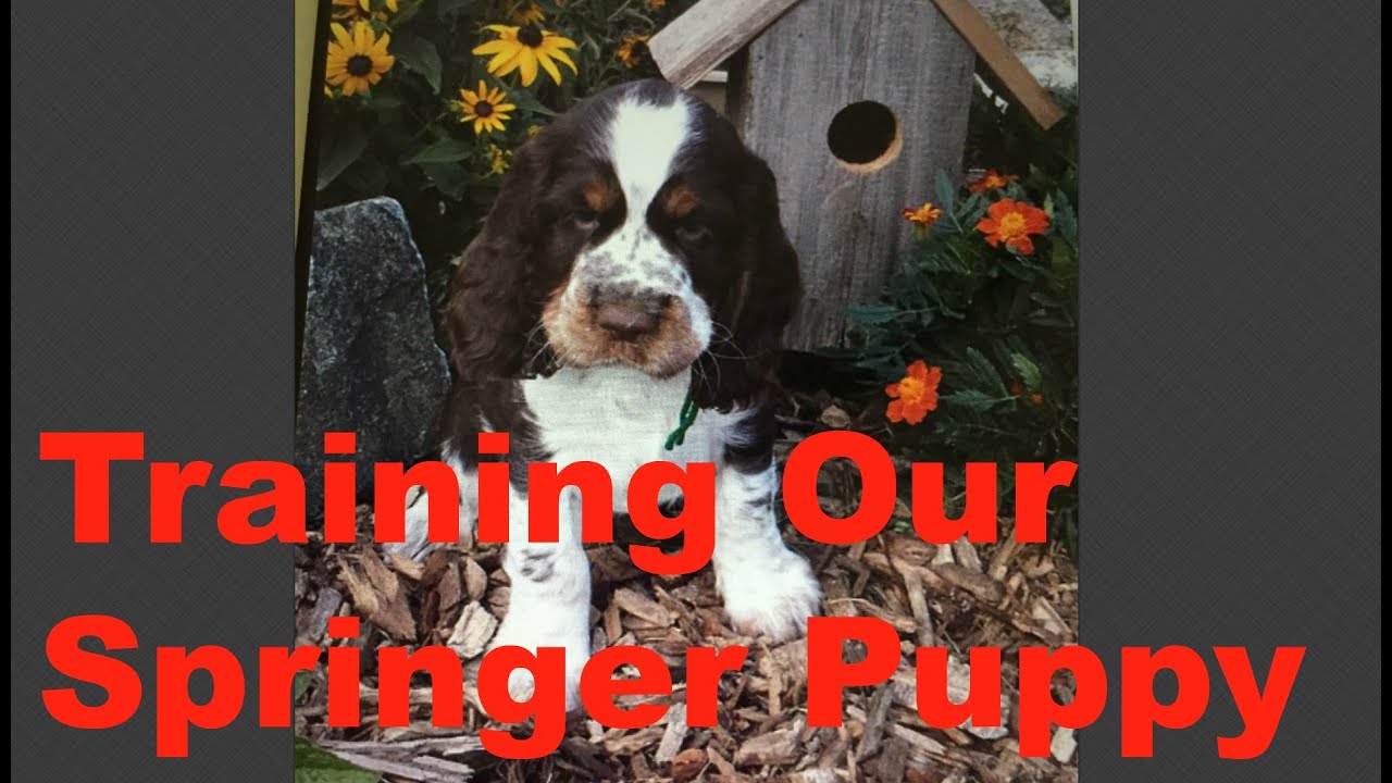 Training Our Springer Spaniel Puppy
