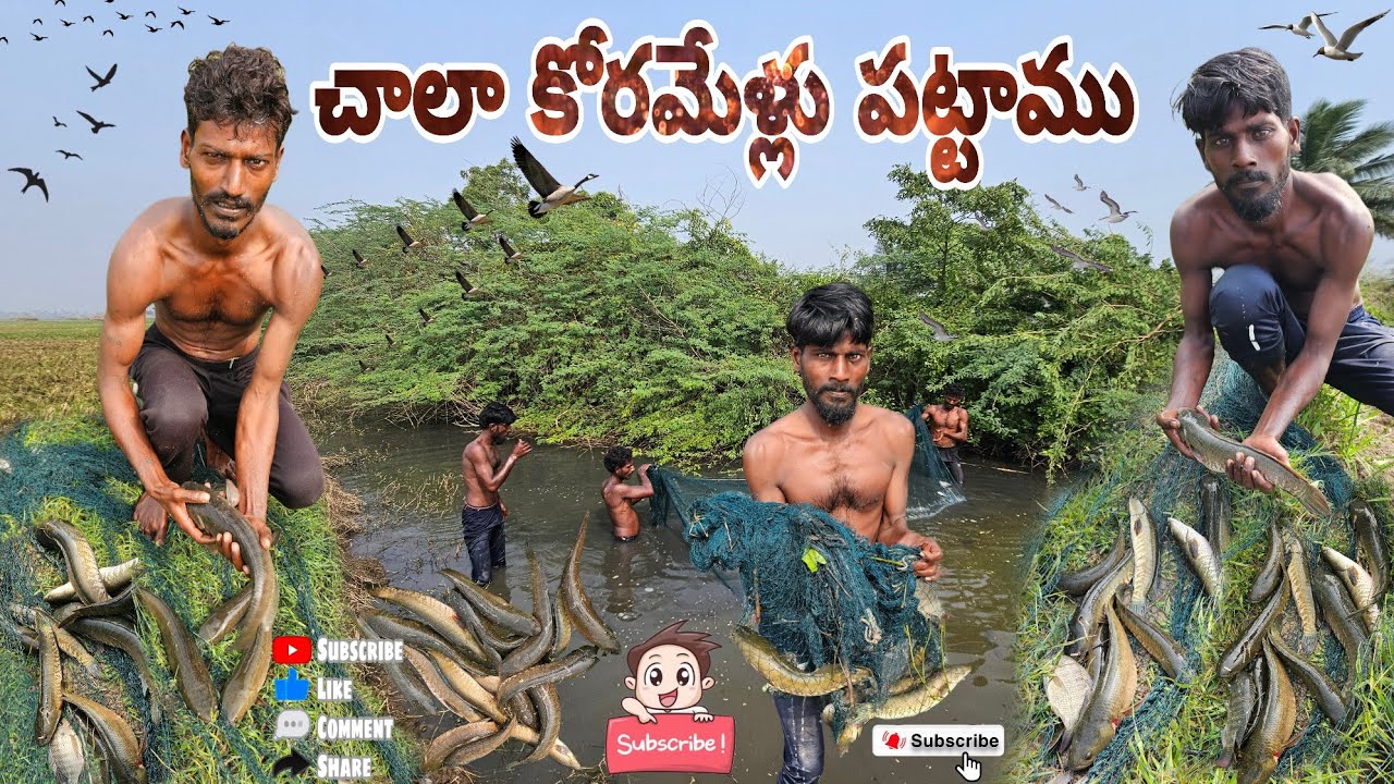 చాలా కోరమేళ్లు పట్టాము#fishing #koramenu #hunting #villagevlog #villagehunting #fish #dryfish#prawns