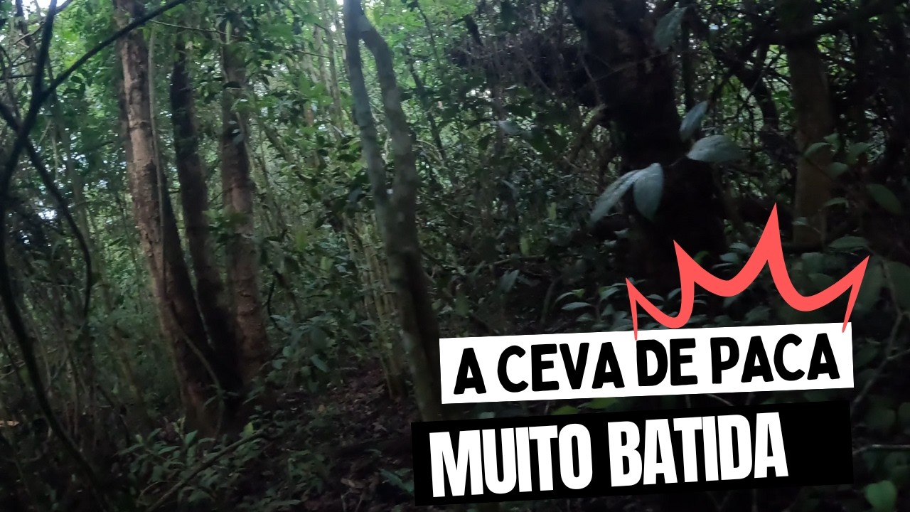 Nova ceva de Paca do Dim caçador. essa é muito promissora.