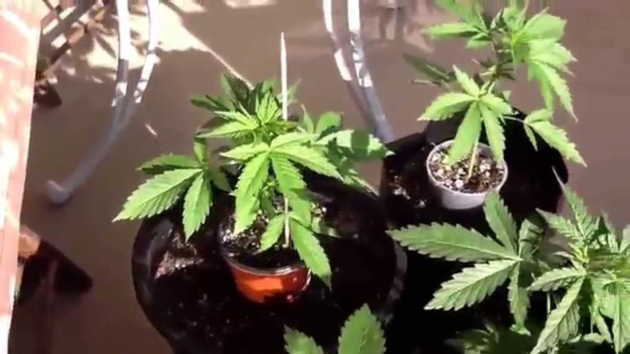 Autoflower outdoor grow