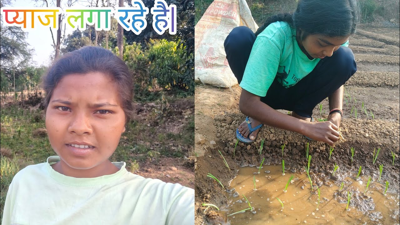 प्याज लगाने का आज दूसरा दिन है | आज एक बार का खत्म हो गया | /Onion planting ll @Nirmala Singh Vlogs 