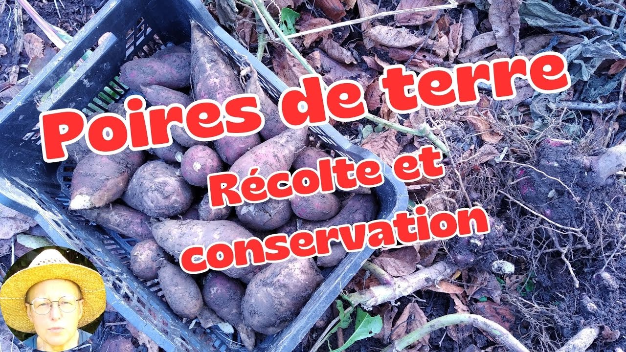 R&eacute;colte et Conservation des Poires de Terre (Yacon)
