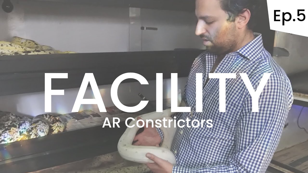 ¡PITONES RETICULADOS  ÚNICOS EN MÉXICO, IGUANAS ALBINAS Y MUCHO MÁS! - FACILITY (Episodio 5)