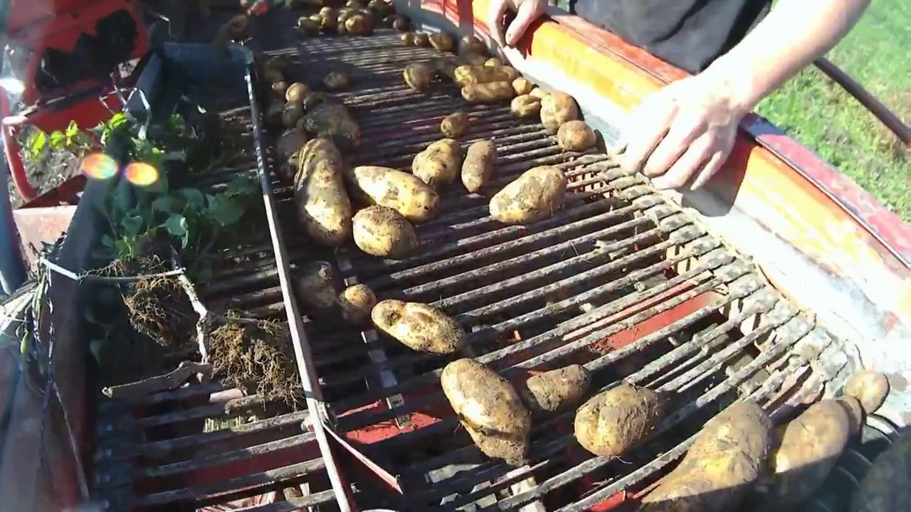 Kartoffelernte 2017