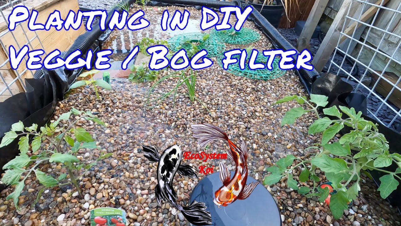 Planting in My DIY Pond Veggie / Bog Filter, Tomatoes, Onions, Straws and Peppers, What will grow??
