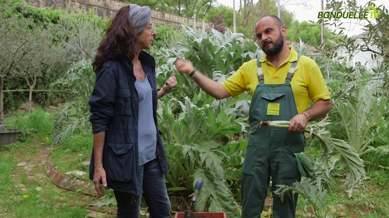 La scarducciatura dei carciofi - Bonduelle TV - A spasso nell'orto