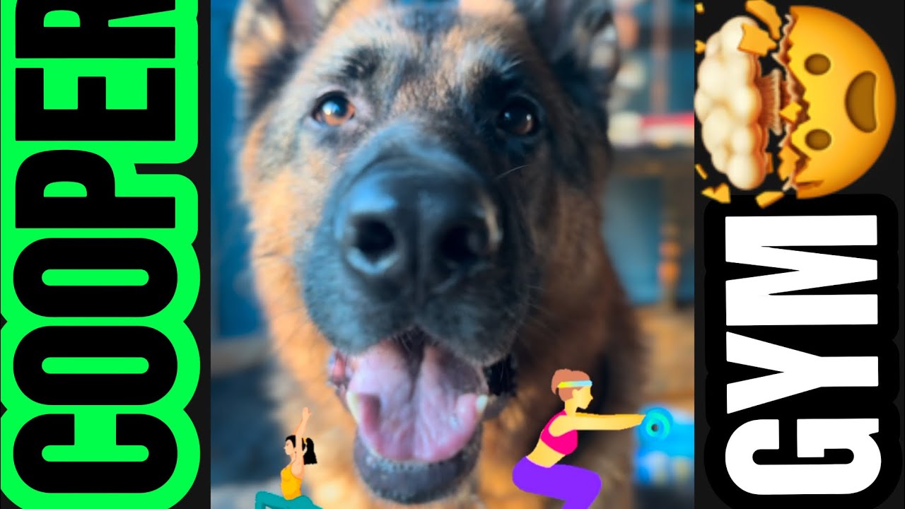 Professor Cooper - the Genius German Shepherd that Outsmarted humans