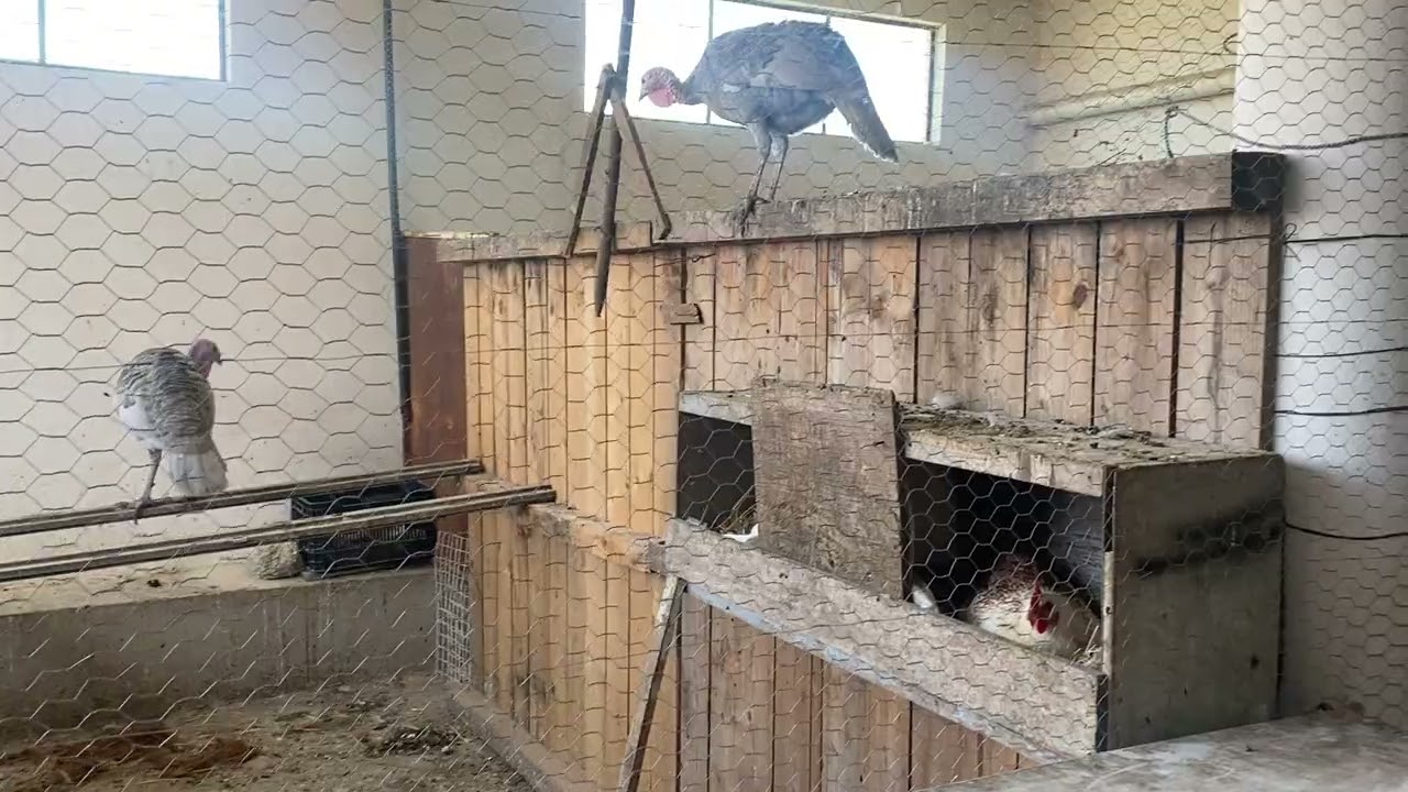 Muchas guajolotas incubando 🐣🐣🦃🥚🦃🥚🐥🐣🥚🐣🐥🦃🐥🥚🦃🐣