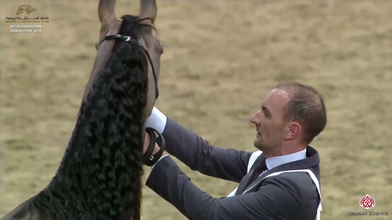 N85 MISS MARWAN PA - 29th Qatar Intl AH Show 2020 - 7-10 Years Old Mares (Class 5)