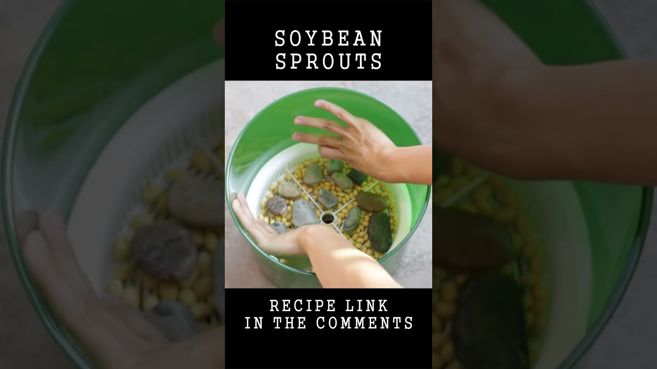 Growing soybean sprouts at home in just 4 days