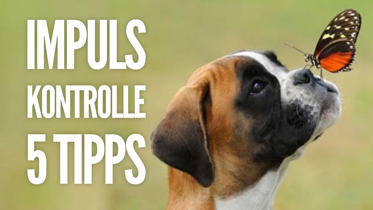 Impulskontrolle | 5 Alltagstipps für deinen Hund | Hundeerziehung by Vitomalia