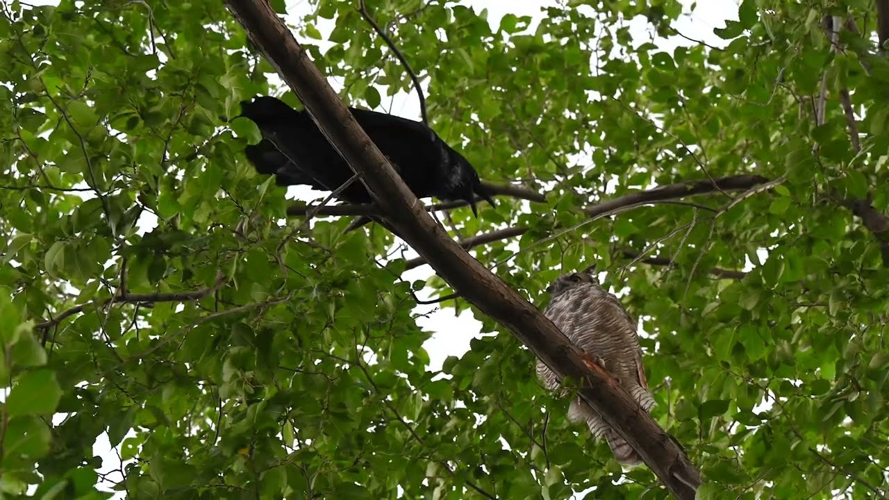 Owl & Raven