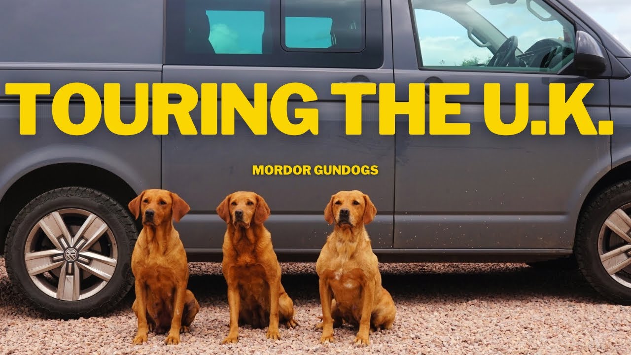 Driving 1000 Miles In TWO DAYS Collecting & Delivering Dogs
