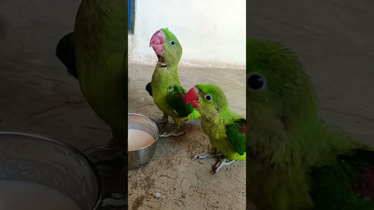 baby parrot morning feeding time 🥰🦜 video