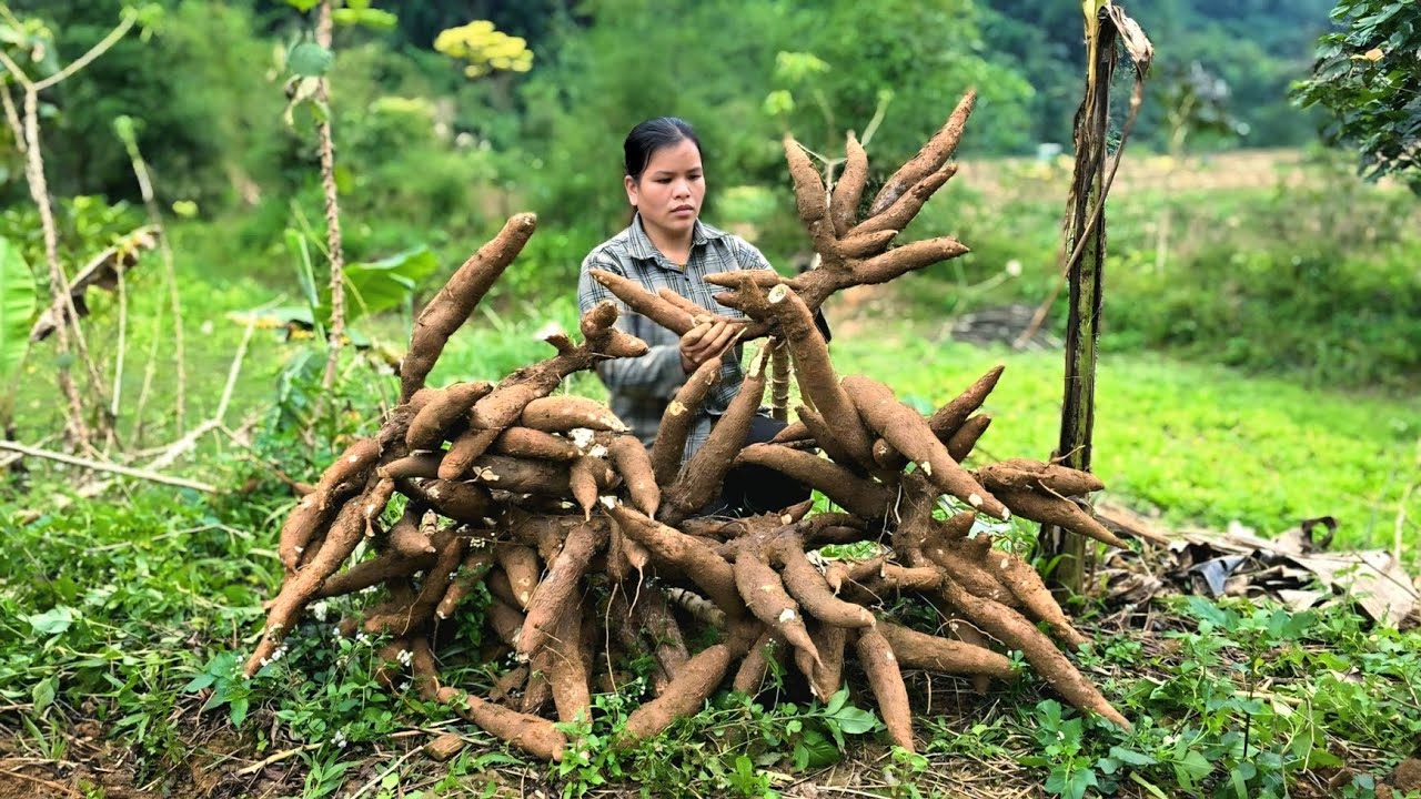 Harvest cassava and bring it to the market to sell - Cook for pigs, Farm life | Triệu Ghền.