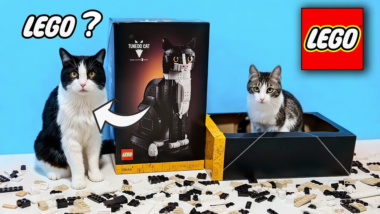 Собираем копию кота из ЛЕГО за 5 дней. Коты нам помогают!