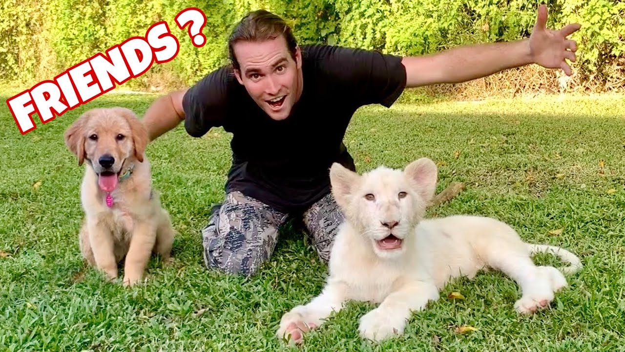 MY PUPPY MEETS A LION ! WILL THEY BE FRIENDS ?!