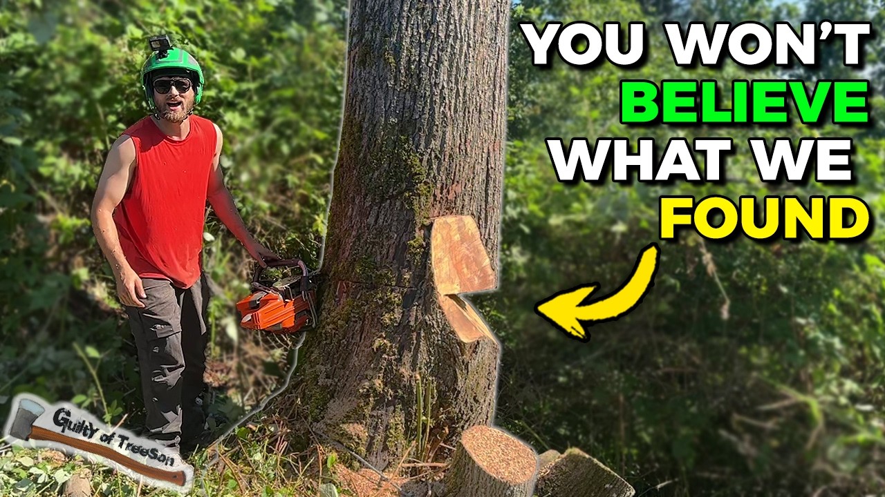 Husqvarna 592xp Update, 1 Year Later