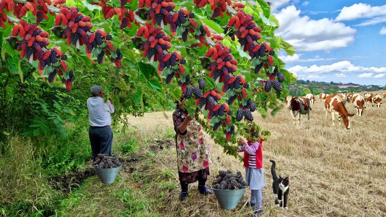 Варенье из Шелковицы, Жареные Кабачки, Деревенская Пицца. @Kənd Dadı | Taste of the Village