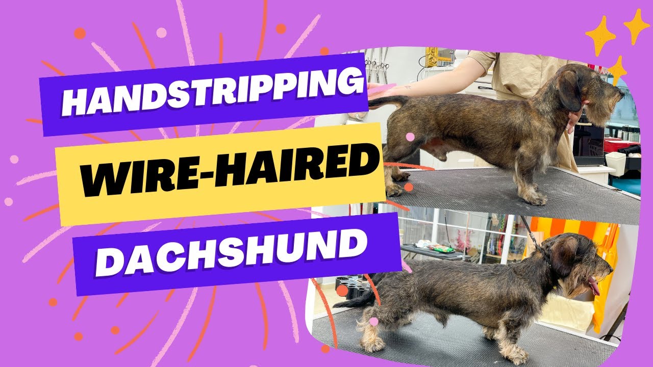 Are you jealous of my goatee? 🐾 / Hand stripping the Wire-Haired Dachshund