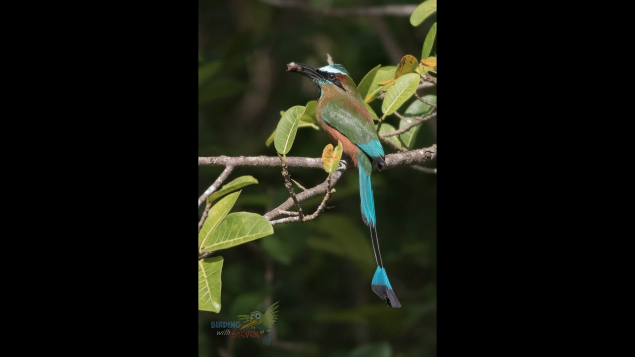 GREAT BIRDING in the YUCATAN PENINSULA