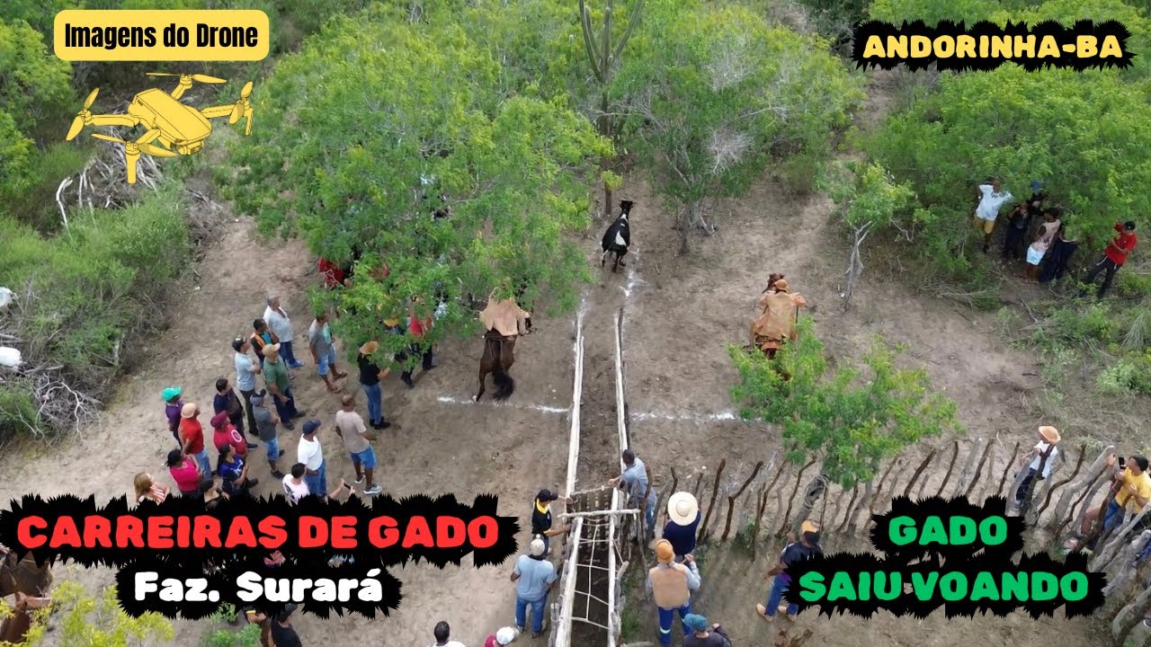 OS VAQUEIROS FIZERAM BONITO NESSE TORNEIO DE PEGA DE BOI NO MATO - Fazenda Surará