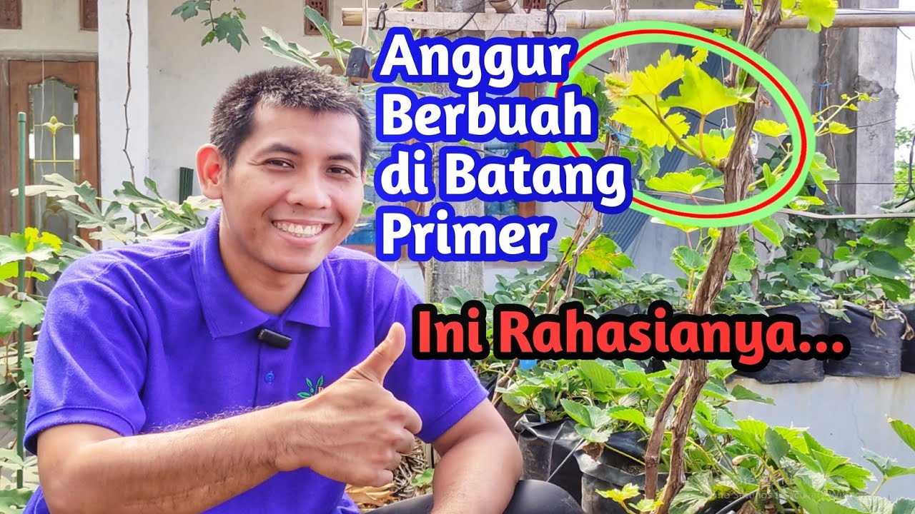 Bongkar Rahasia: Pohon Anggur Import Berbuah di Batang Primer