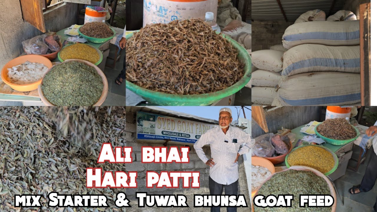 Ali bhai Hari patti in Hyderabad | mix Starter & Tuwar bhunsa goat feed available at Syed Goat Farm