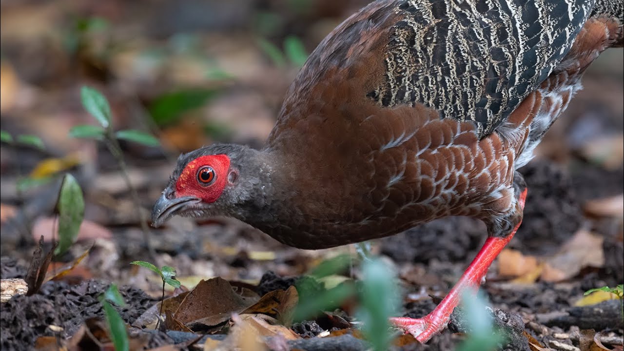 Episode 3: Siamese Fireback | More female Siamese Fireback at this time | Beautiful Pheasant |