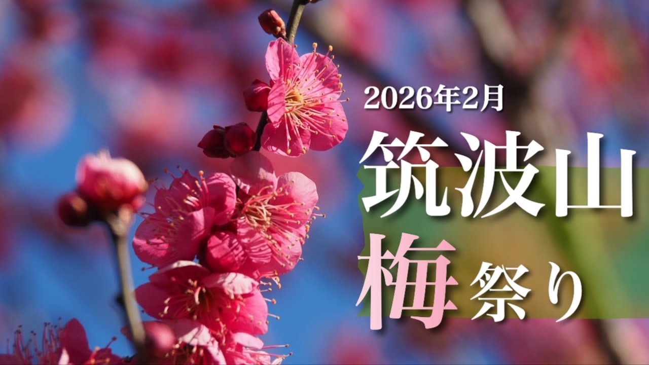 【筑波山梅林】2月 咲き始めた梅林　〜梅祭り開催中〜