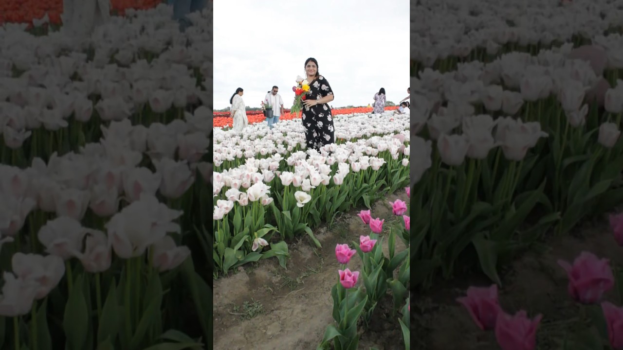 TASC TULIP PIC FARM pelham              433 Sixteen Rd, Ridgeville,                ON L0S1M0 ontario