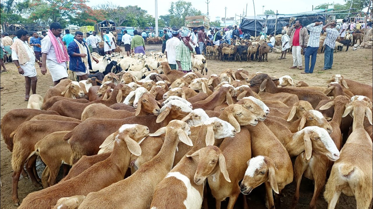 పెబ్బేరు సంతలో గొర్రెల రేట్ల వివరాలు-pebbair sheep market-पेब्बैर भेड़ बाजार-ಪೆಬ್ಬೇರು ಟಗರುಗಳ ಸಂತೆ-🐑🐑