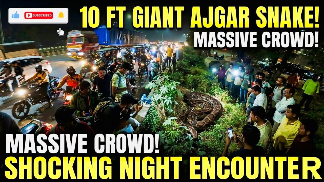 DANGEROUS ENCOUNTER: Massive Ajgar Spotted Near City Traffic, ( Navi Mumbai Highway Par Dikha AJGAR)
