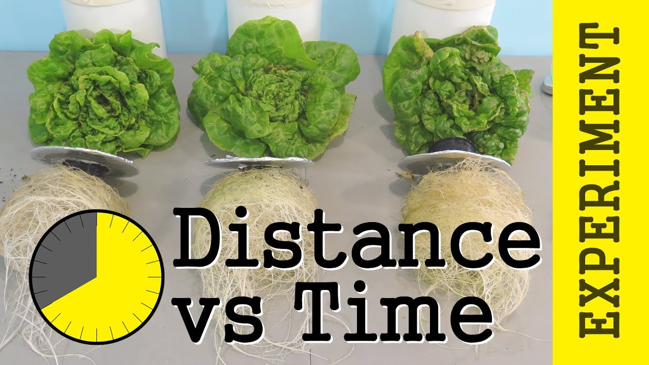 Photoperiod vs Intensity: PPFD / DLI - LED Lights Lettuce Experiment (What is DLI?)