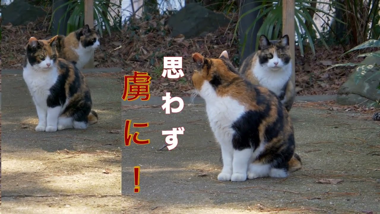 ２匹の三毛猫に思わず虜に！猫ちゃんツインズ